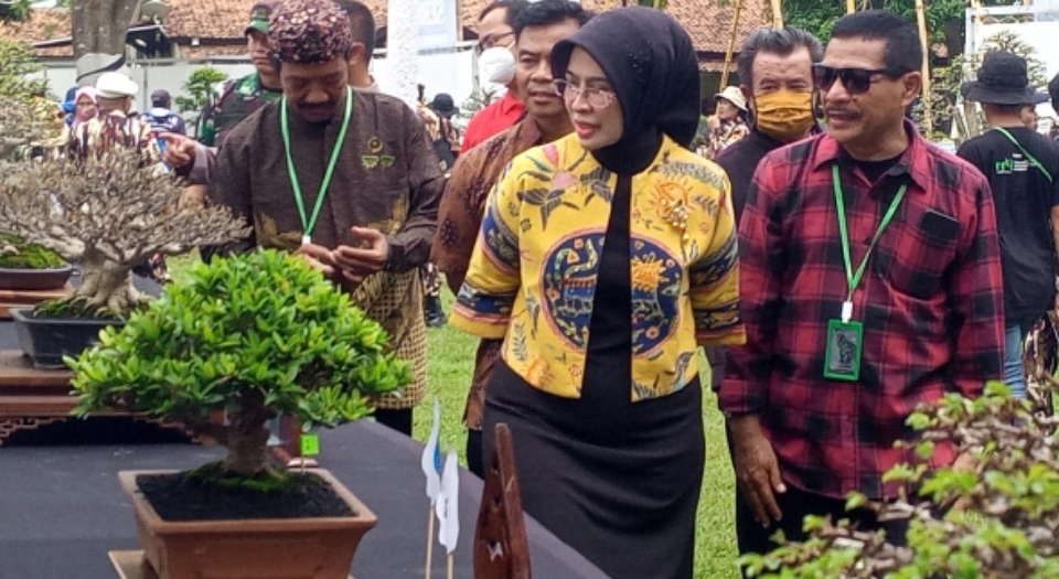 Wabup Cirebon Kagum Melihat Bonsai Bernilai Ratusan Juta di Kontes Bonsai Palimanan